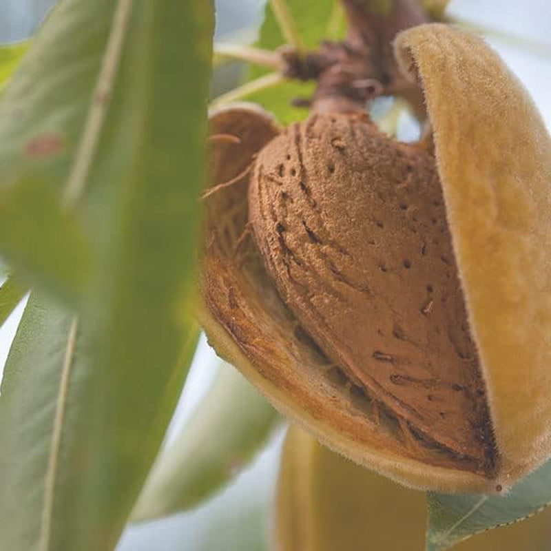 Aceite De Almendras Dulces - 900 Ml - Para Piel, Cabello, Masaje, Uñas, Cutículas, Oídos, Rostro, Cuerpo